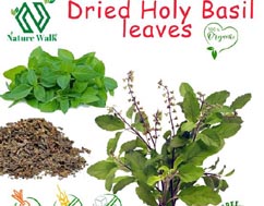 Organic Tulsi (Holy Basil)